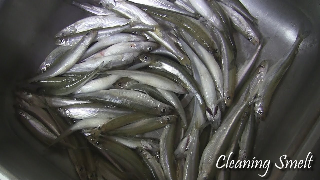 How To Clean SMELT Quick & Easy