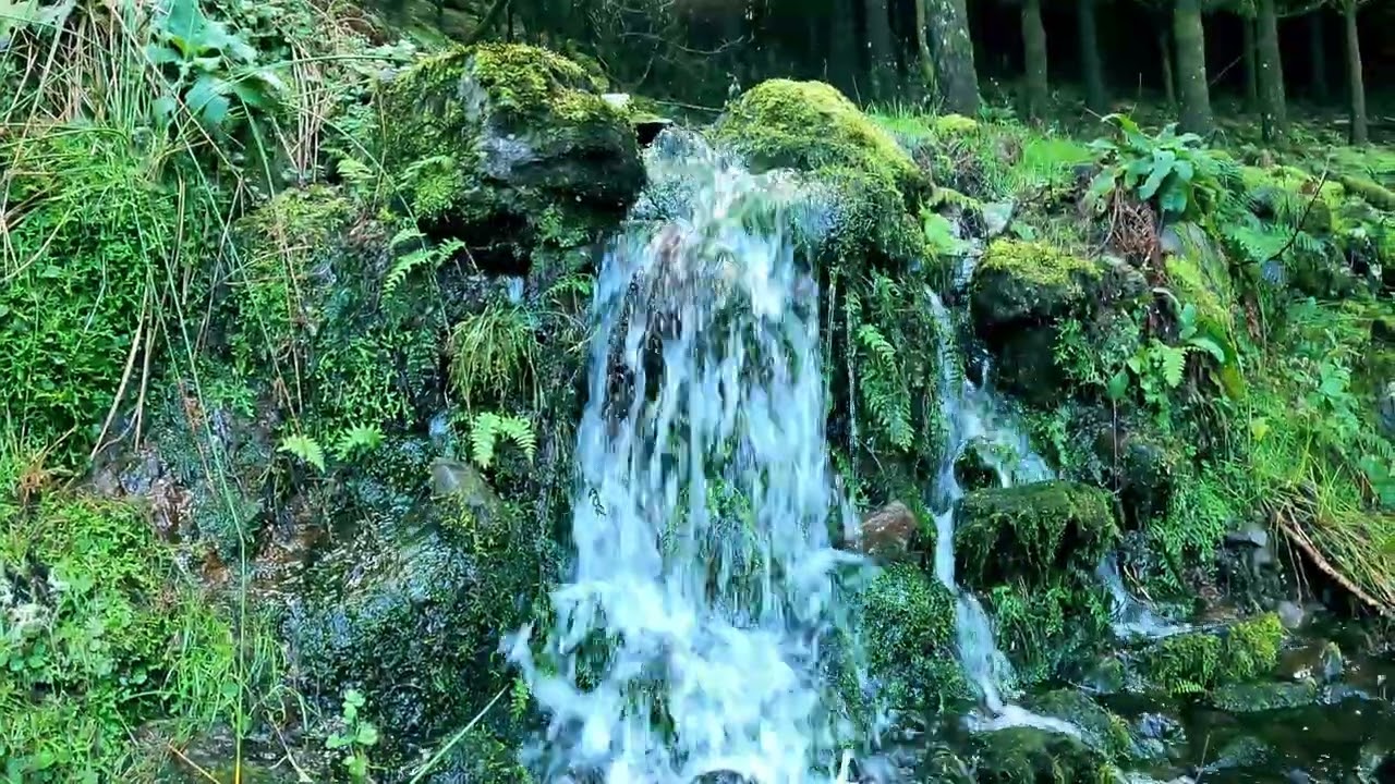 Rainy Forest Walk in Madeira 🌧️ Sheep Encounter & Mountain View (No Talking)
