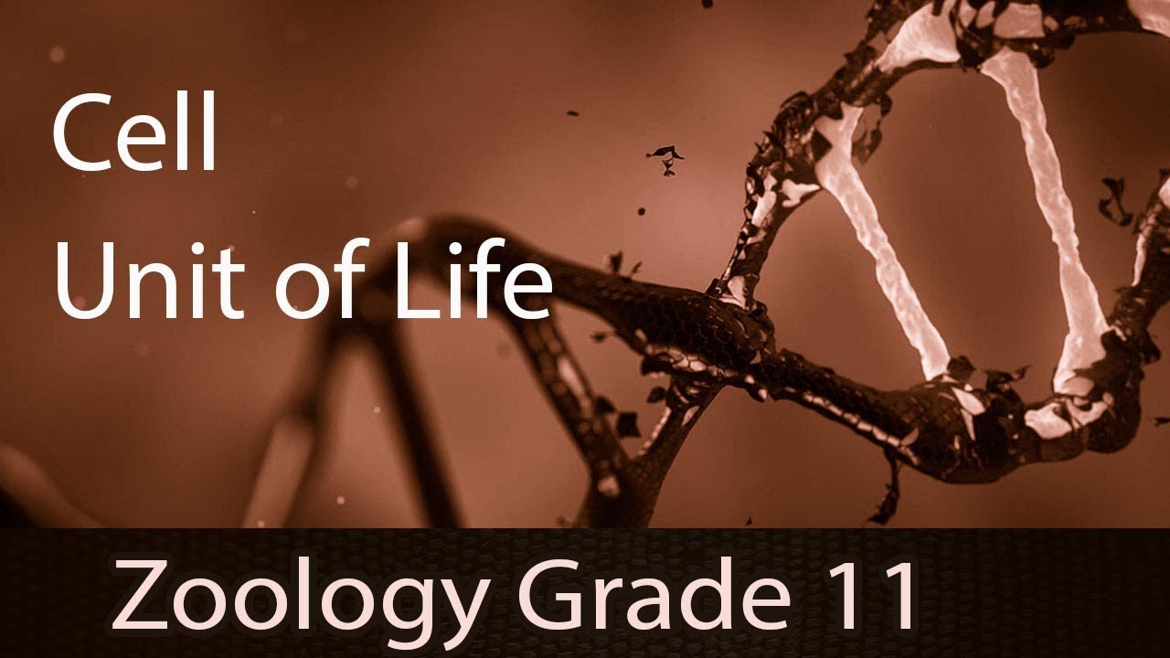 Cell - The Unit Of Life | Introduction | Detailed Explanation | Difference b/w Animal & Plant Cell
