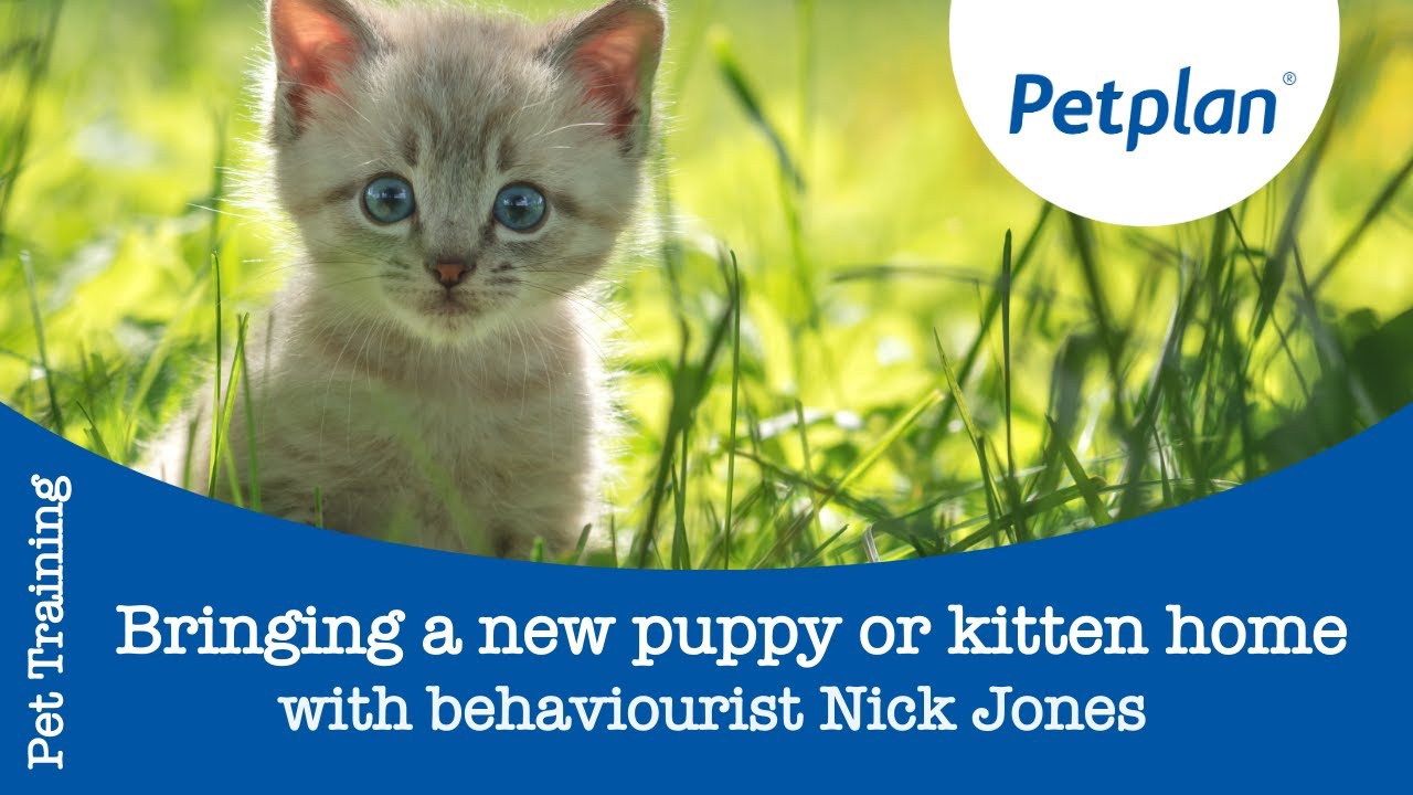 How to Introduce a Kitten to a Dog - Petplan