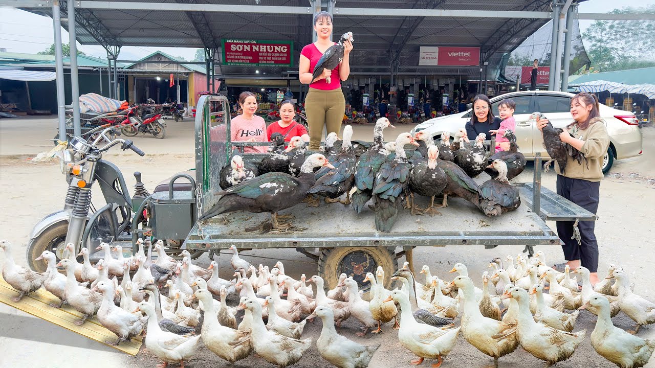 TIMELAPSE -- Harvesting 1000+ Ducks After 3 Years of Raising -- buy many Duckling To Raise