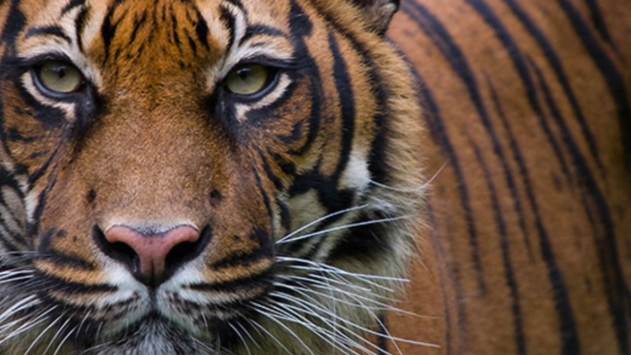Unsustainable Palm Oil