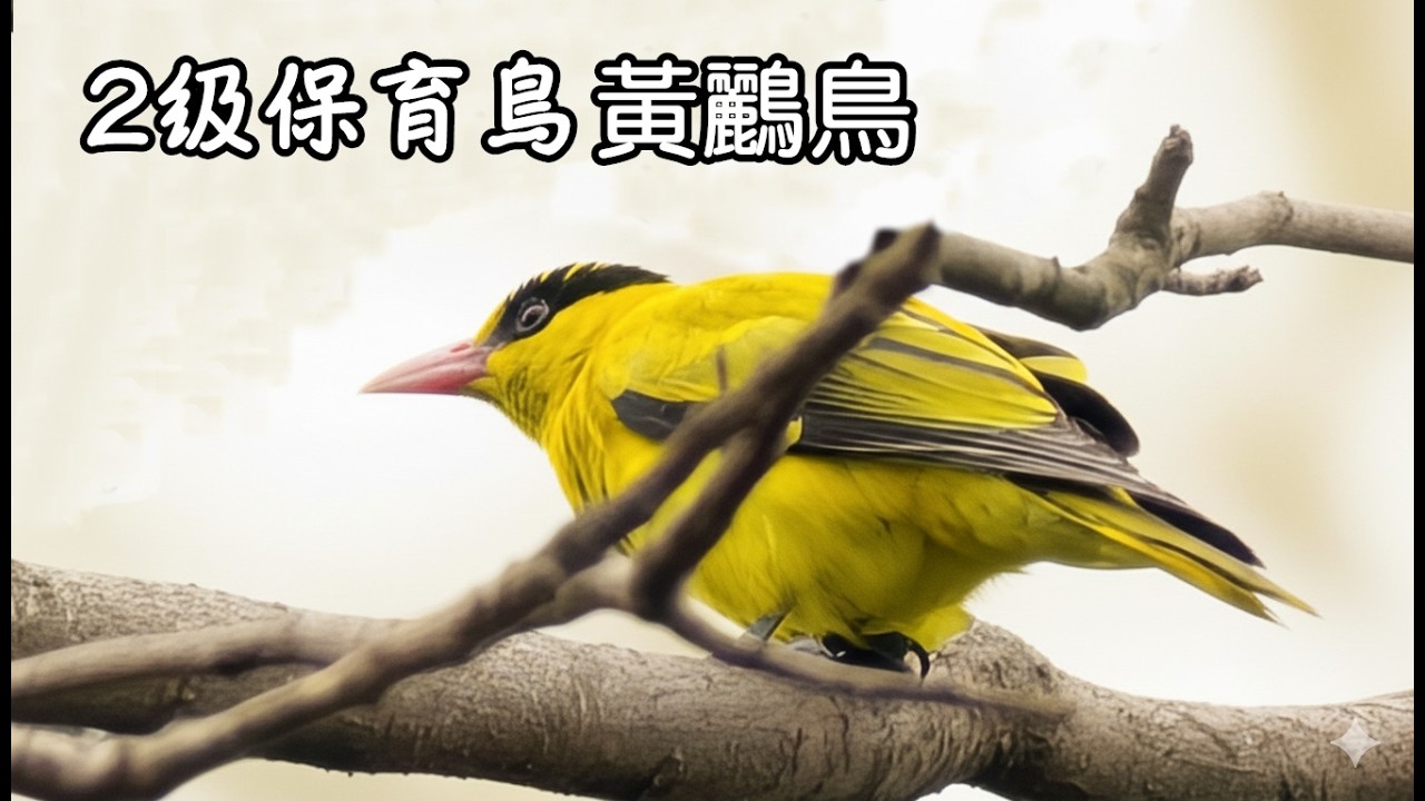 黃鸝鳥20260219
