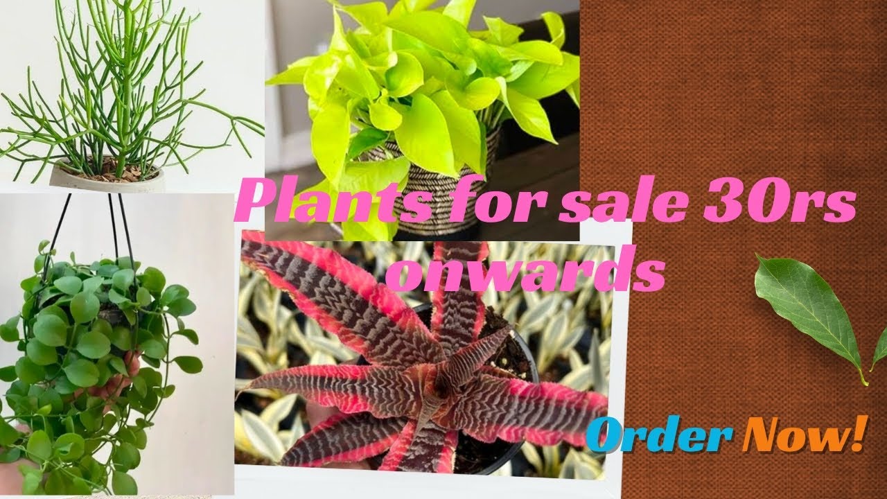 plantsforsale-30rs#youtube #garden #gardening #sales#plantsale#plantlover#youtubeshorts #syngonium
