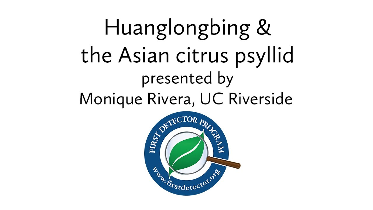 First Detector webinar on Huanglongbing (citrus greening)