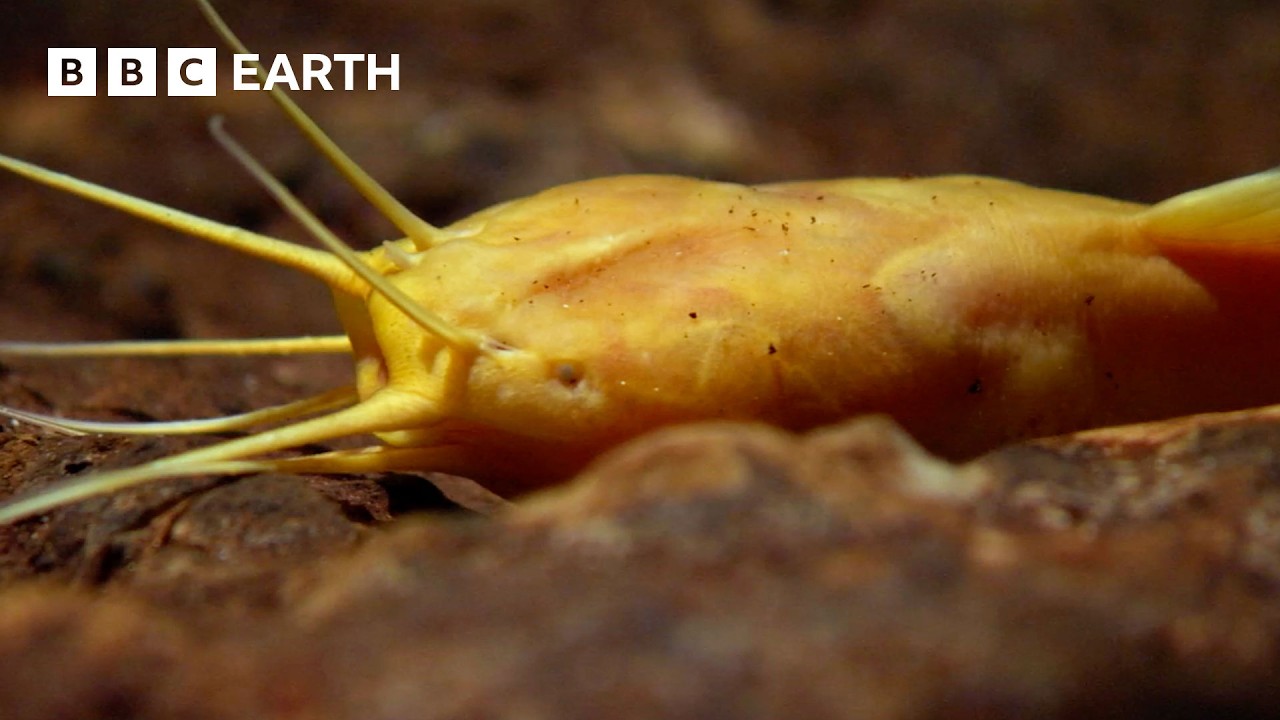 The World's Rarest and Most Isolated Fish | Narrated by David Attenborough | Africa | BBC Earth