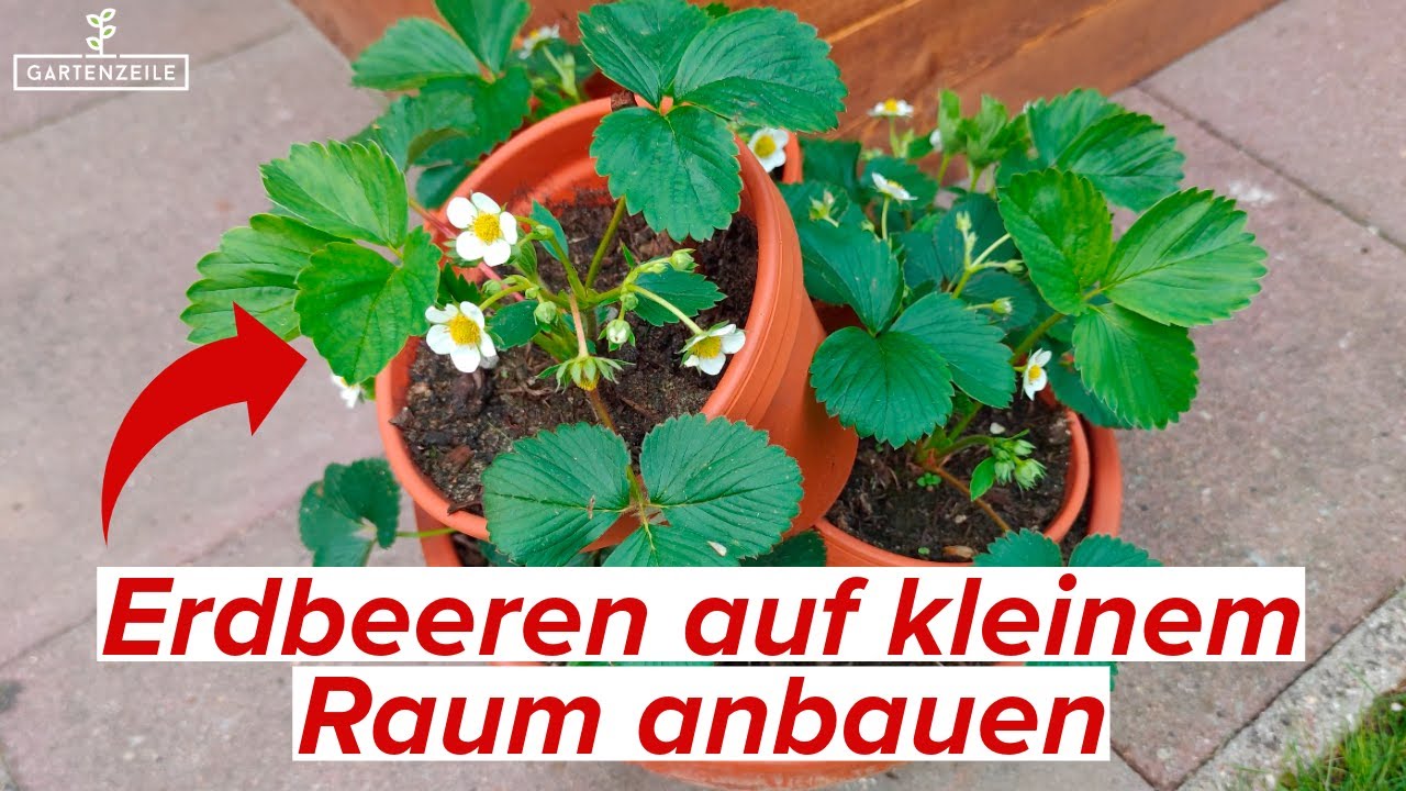 Erdbeerturm aus Tontöpfen bauen - Schritt für Schritt Anleitung! Erdbeeren auf kleinem Raum!