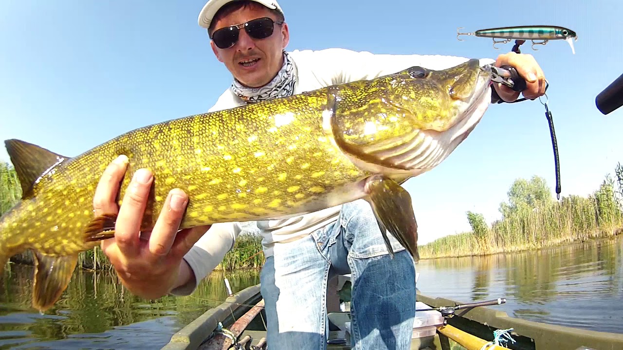 RAPALA BX Waking Minnow -  Incinta Cormoran