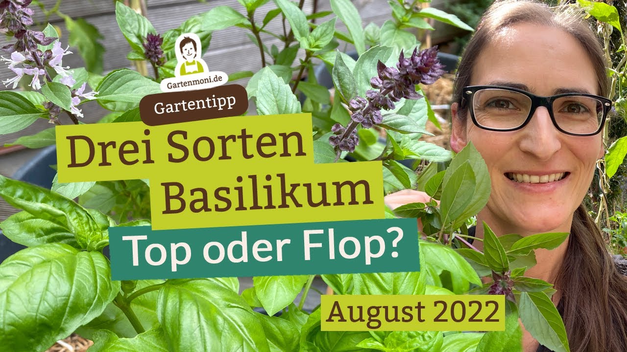 3 Basilikum Sorten im Vergleich: Zimt, heilig und 