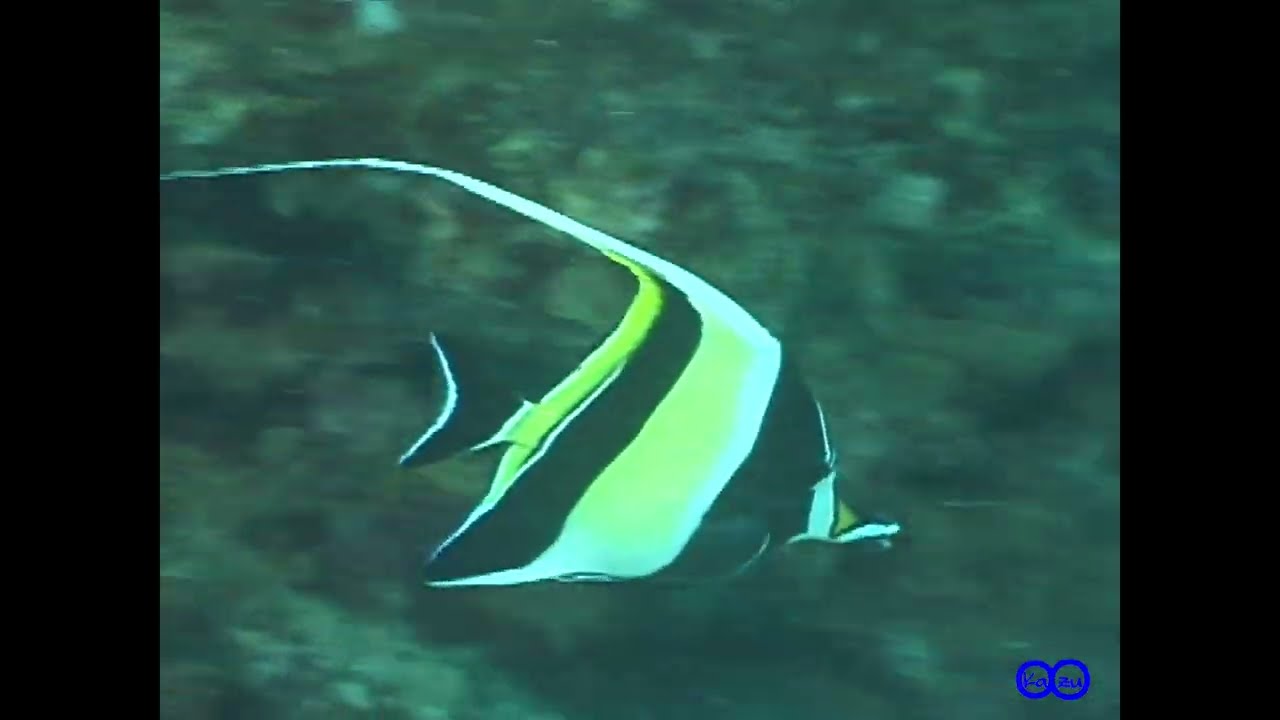 ツノダシ　Moorish idol（Zanclus cornutus）