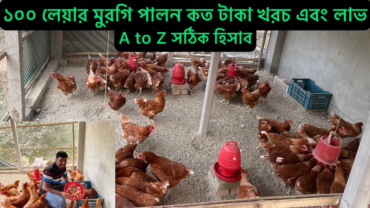 ১০০ লেয়ার মুরগি পালন কত টাকা খরচ এবং লাভ | layer poultry farm profit calculation | Aminagro