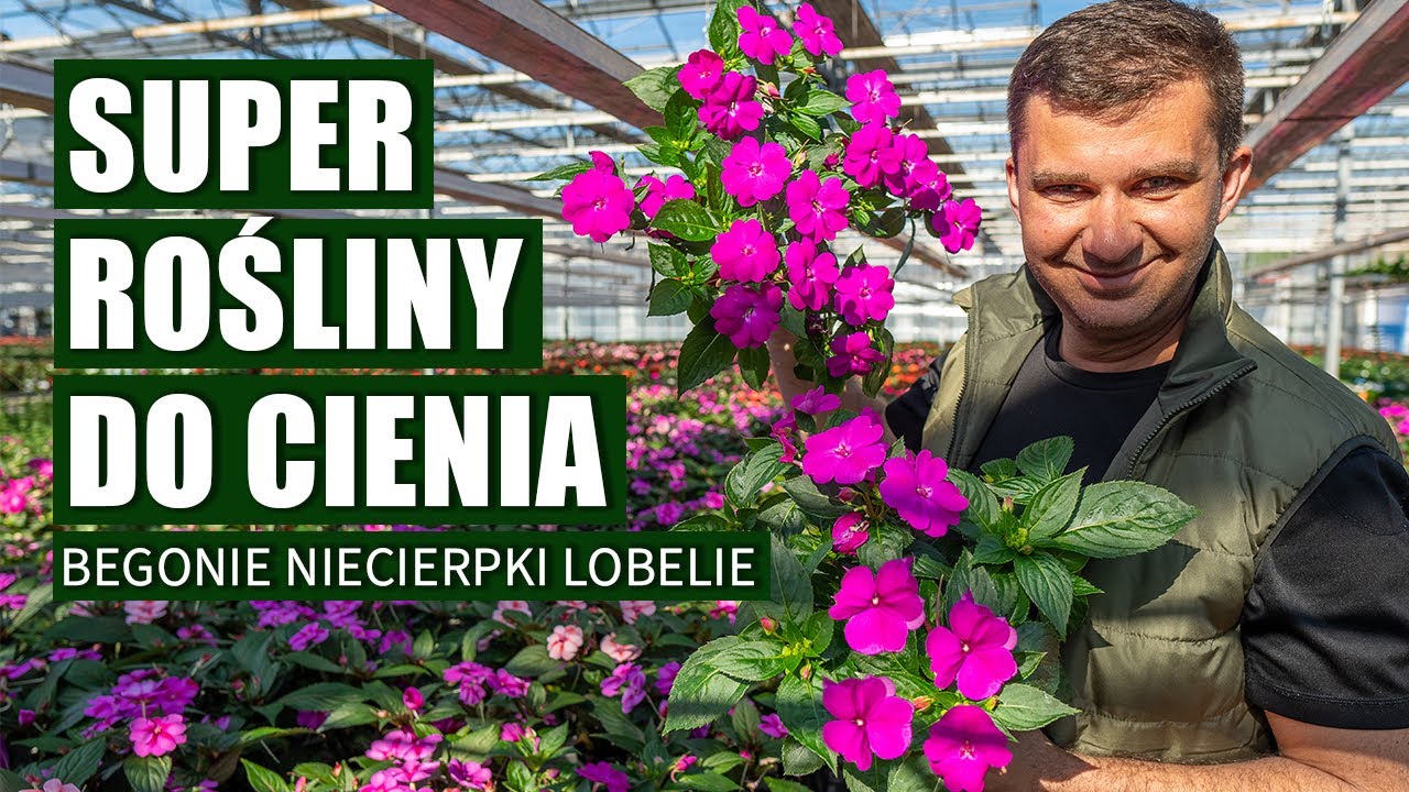 Rośliny które lubią cień. Rośliny na zacieniony balkon i taras.