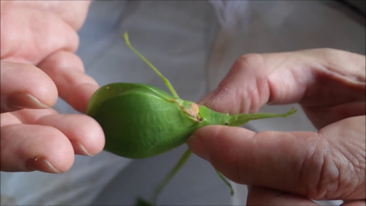 The Real Sound of the Leaf Bug