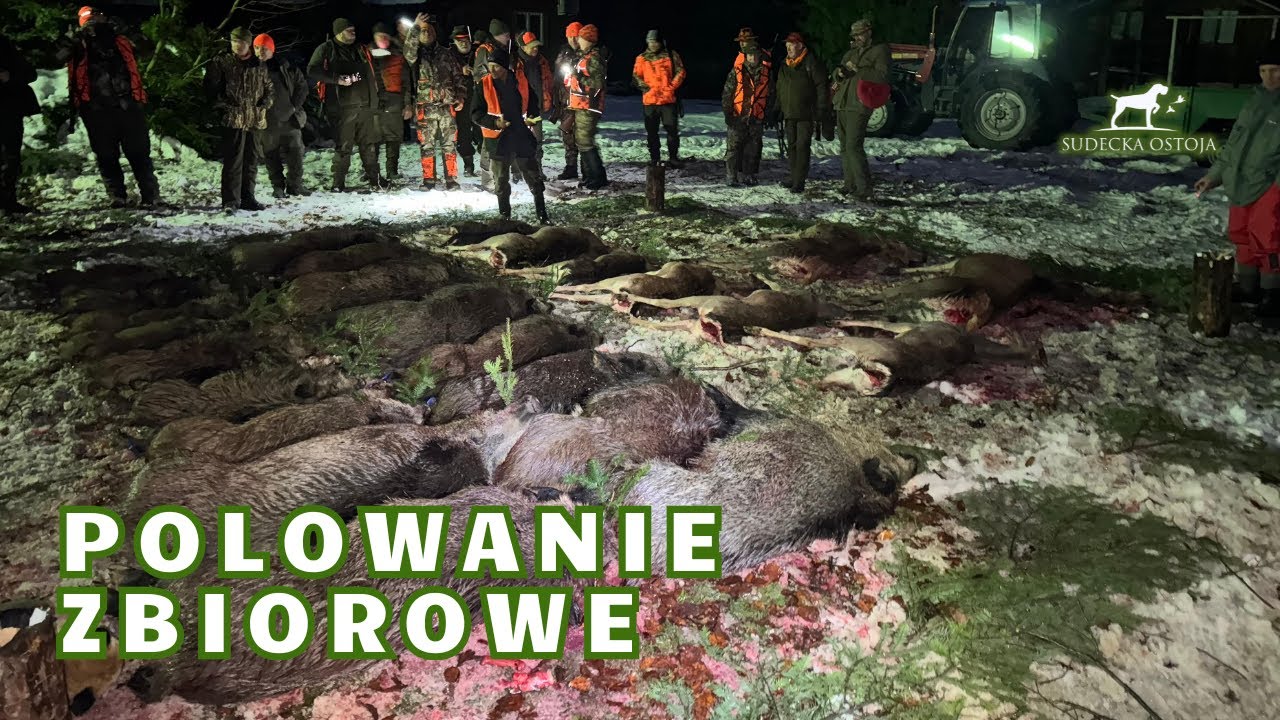 Polowanie Zbiorowe. Driven Hunt in Poland wildboars