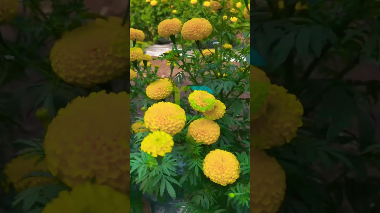 Hybrid Marigold Seeds TG-Emerald Yellow ! Best Marigold Seeds ! High Yielding Variety !