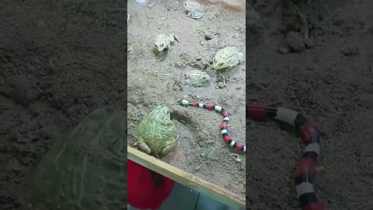 Frog vs snake