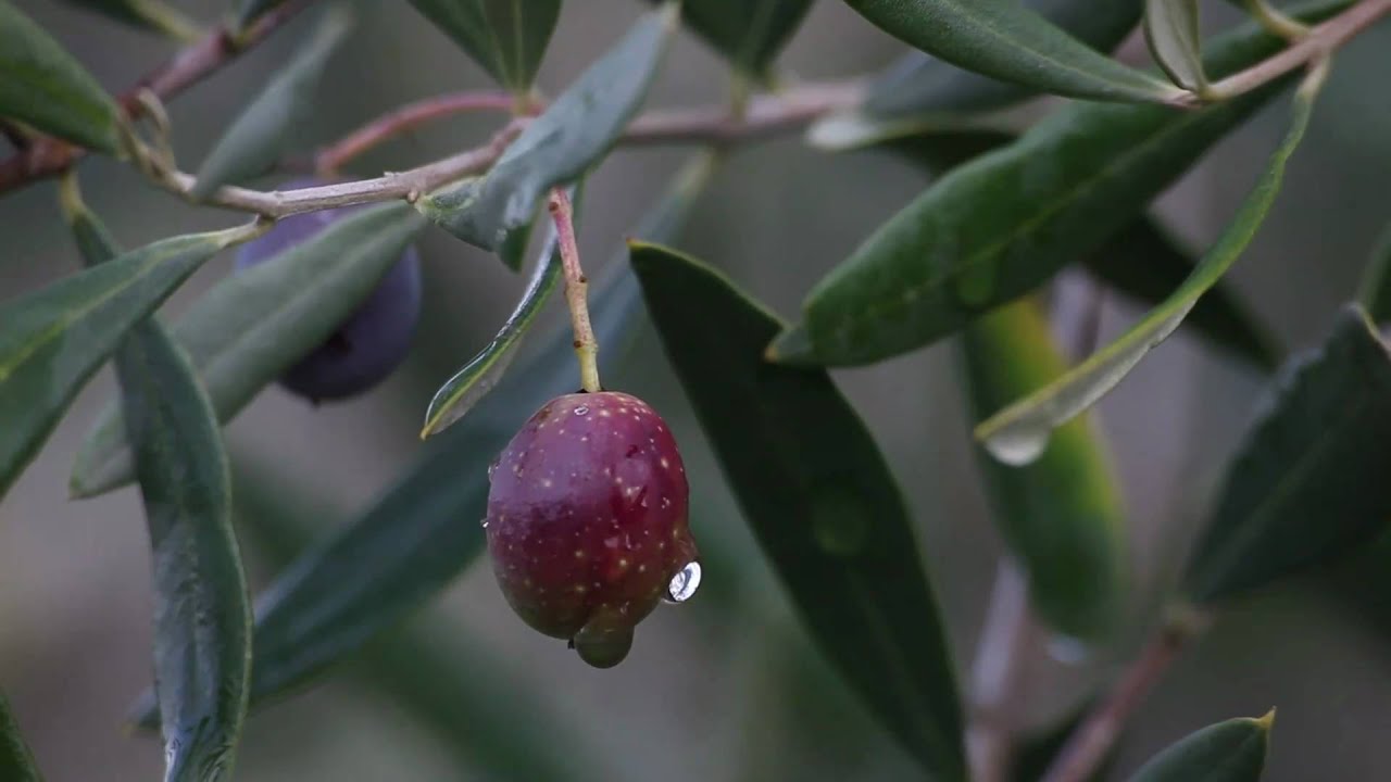 2010 California Olive Harvest, Jordan Winery, Arbequina Trees, Alexander Valley