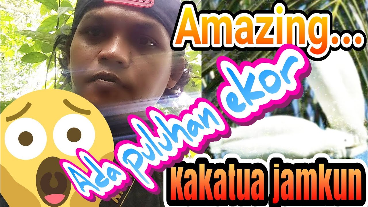 Papua Birdwatching: Penampakan Langka, puluhan burung Kakatua jambul kuning di Alam Liar.