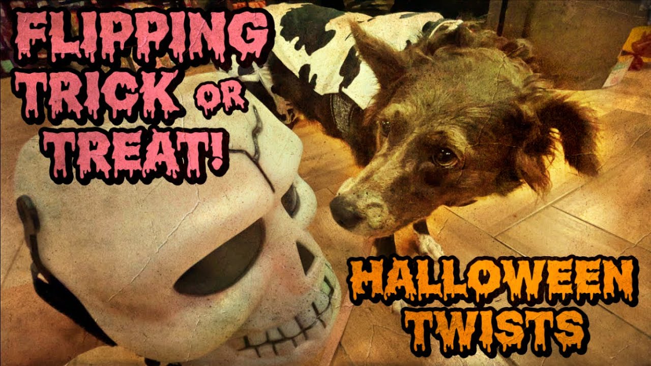 Dog in Bee 🐝 & Cow 🐮 Costumes Does Reverse Trick or Treat 🎃 This Halloween 2025