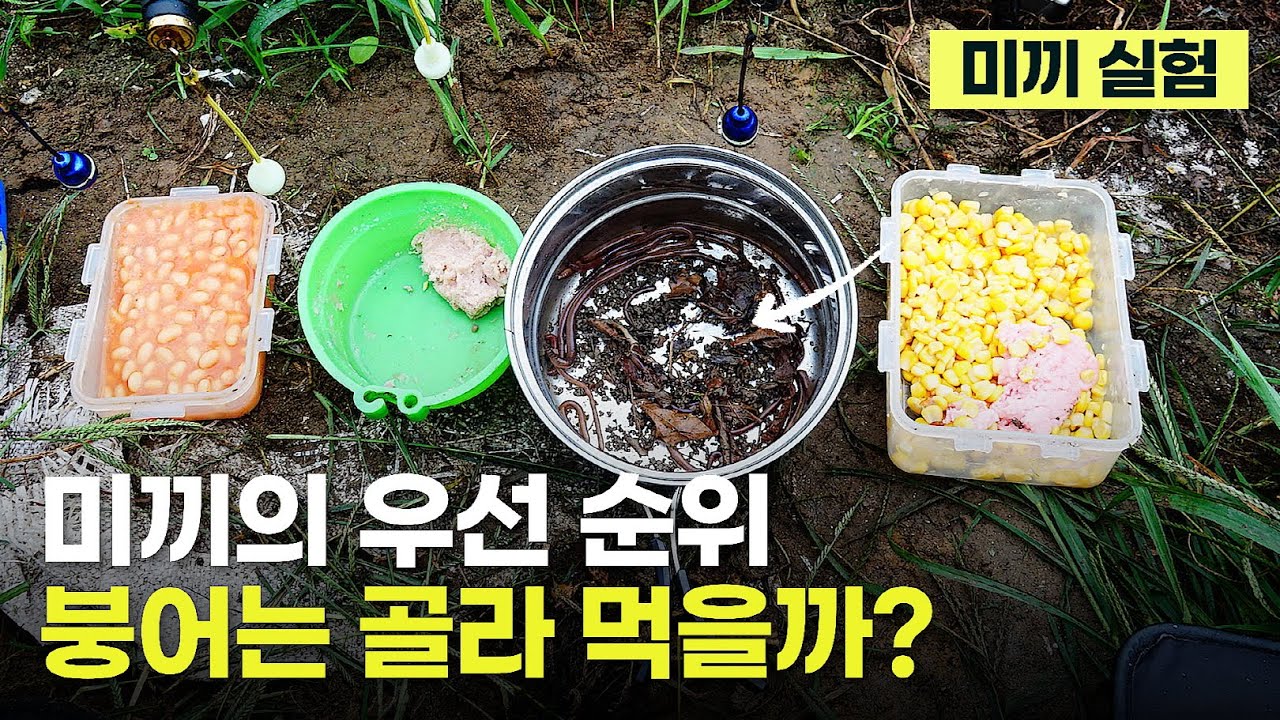 붕어낚시 미끼 운영 - 붕어가 미끼를 가려 먹을까? (옥수수, 참붕어, 글루텐, 새우, 번데기 외)