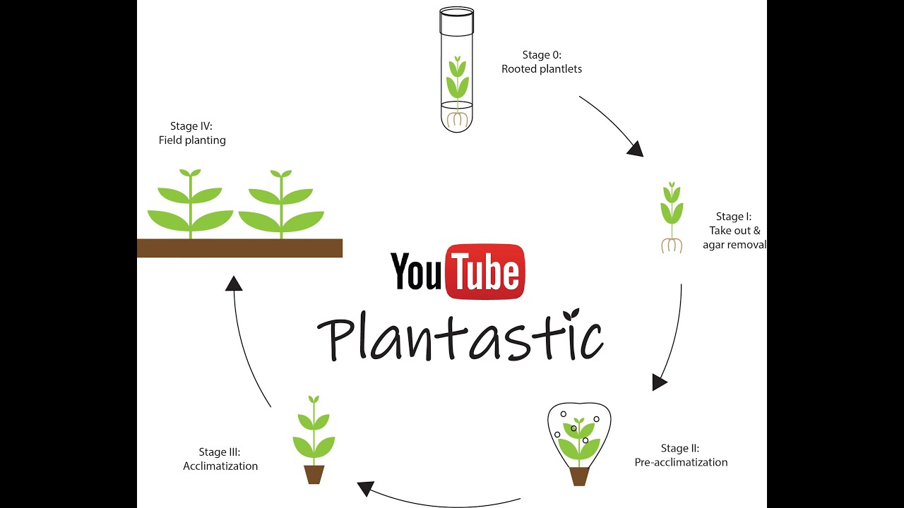 Plant Tissue Culture - Acclimatization