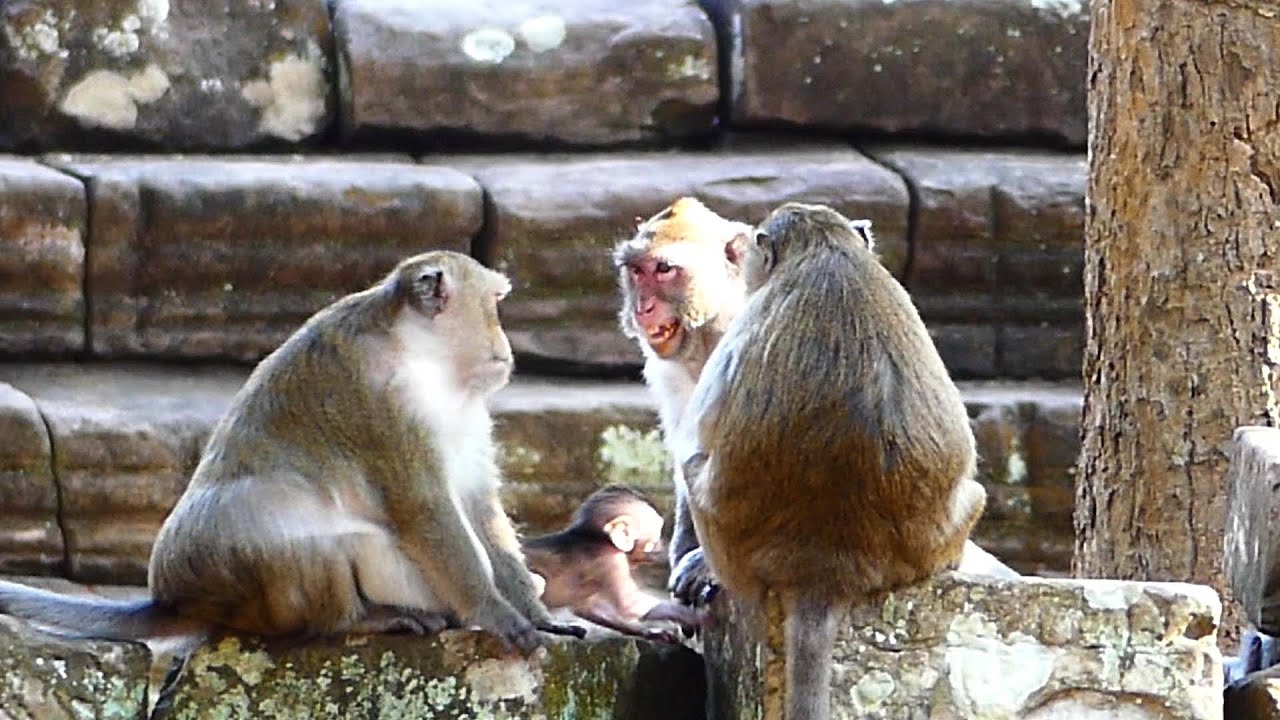 Jane monkey talking with Daisy help attention with her baby Jonna, Jonna freedom