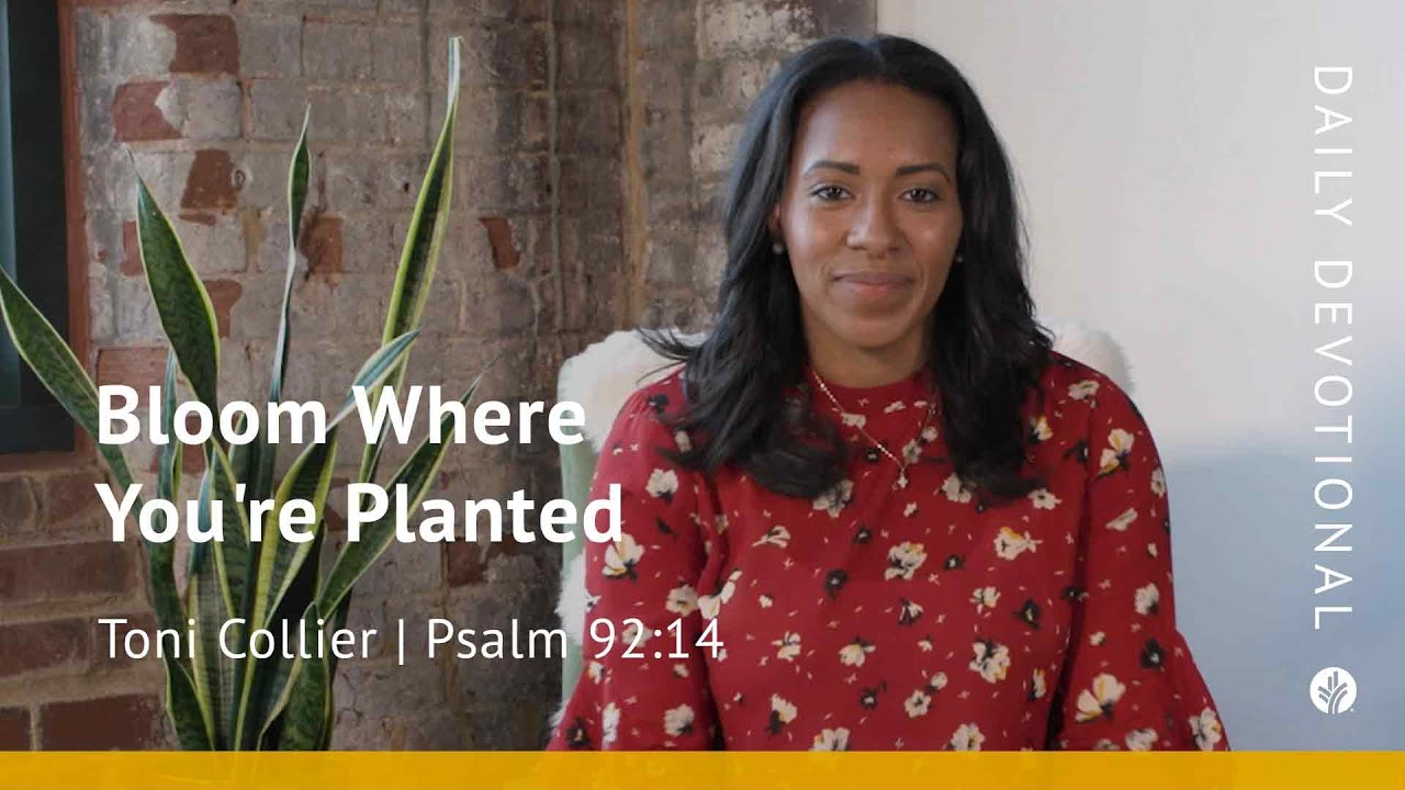 Bloom Where You’re Planted | Psalm 92:14 | Our Daily Bread Morning Video Devotional