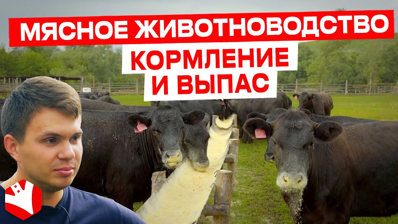 Кормление и выпас. Мясное животноводство | КУЛЬТИВАТОР