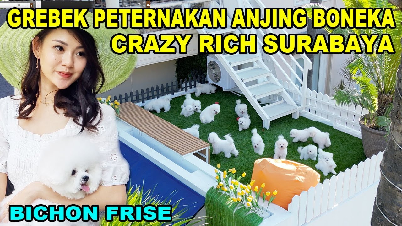 Peternakan Anjing Bichon Sultan Surabaya - Spesialis Mini Bichon - Great Little Bichon