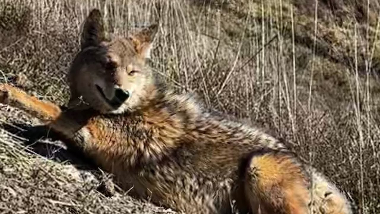 How To Make Two Different Scent Post Sets for Coyotes
