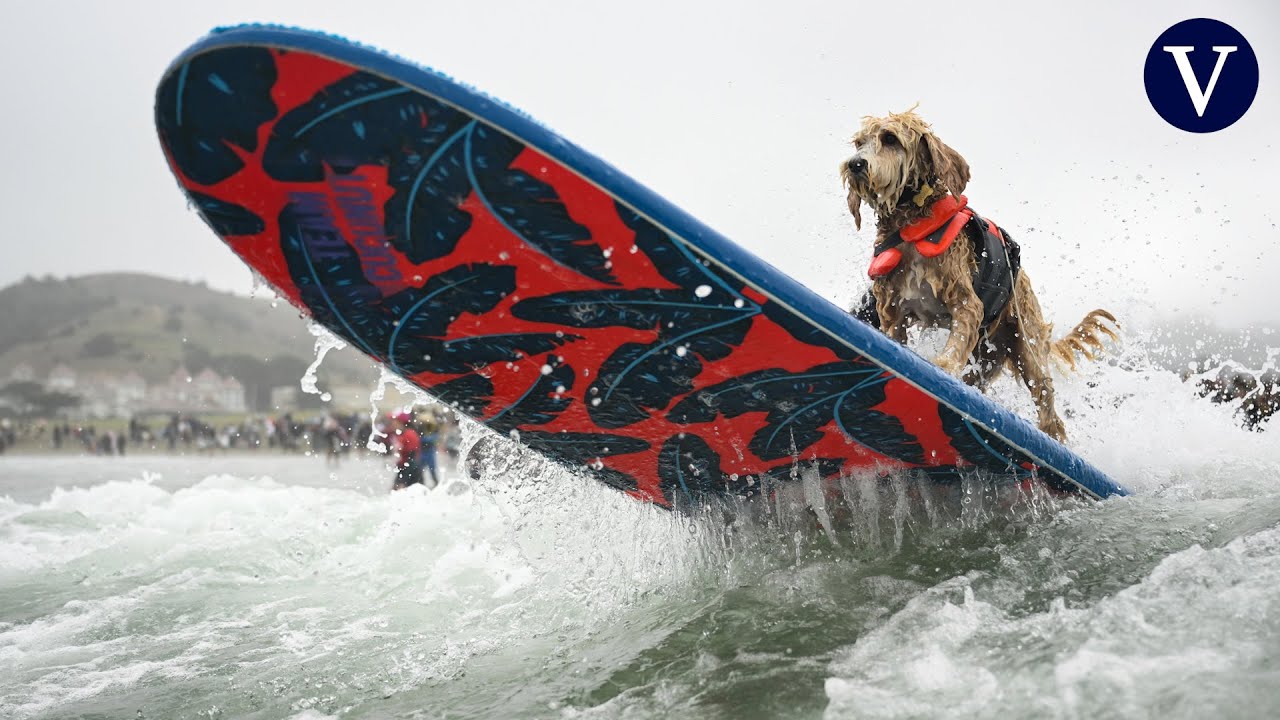 El 20.&ordm; aniversario de la Surf-A-Thon: la competencia de surf canino m&aacute;s longeva del mundo