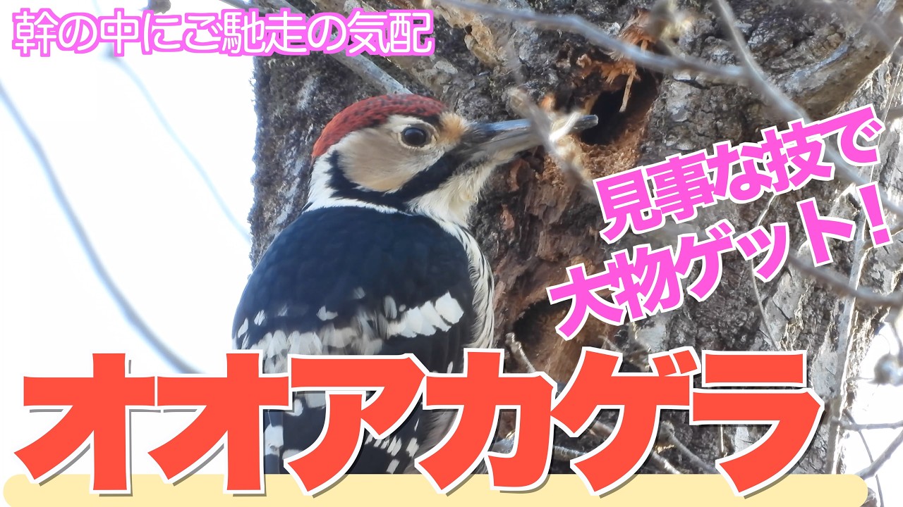 幹の中にご馳走の気配⁈オオアカゲラ、見事に大物ゲット！