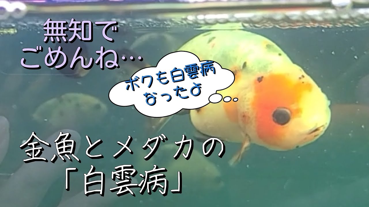 金魚とメダカが白雲病になり稚魚全滅しました #金魚 #メダカ #白雲病 #メダカ室内飼育 #らんちゅう #ローズデールオランダ #江戸錦