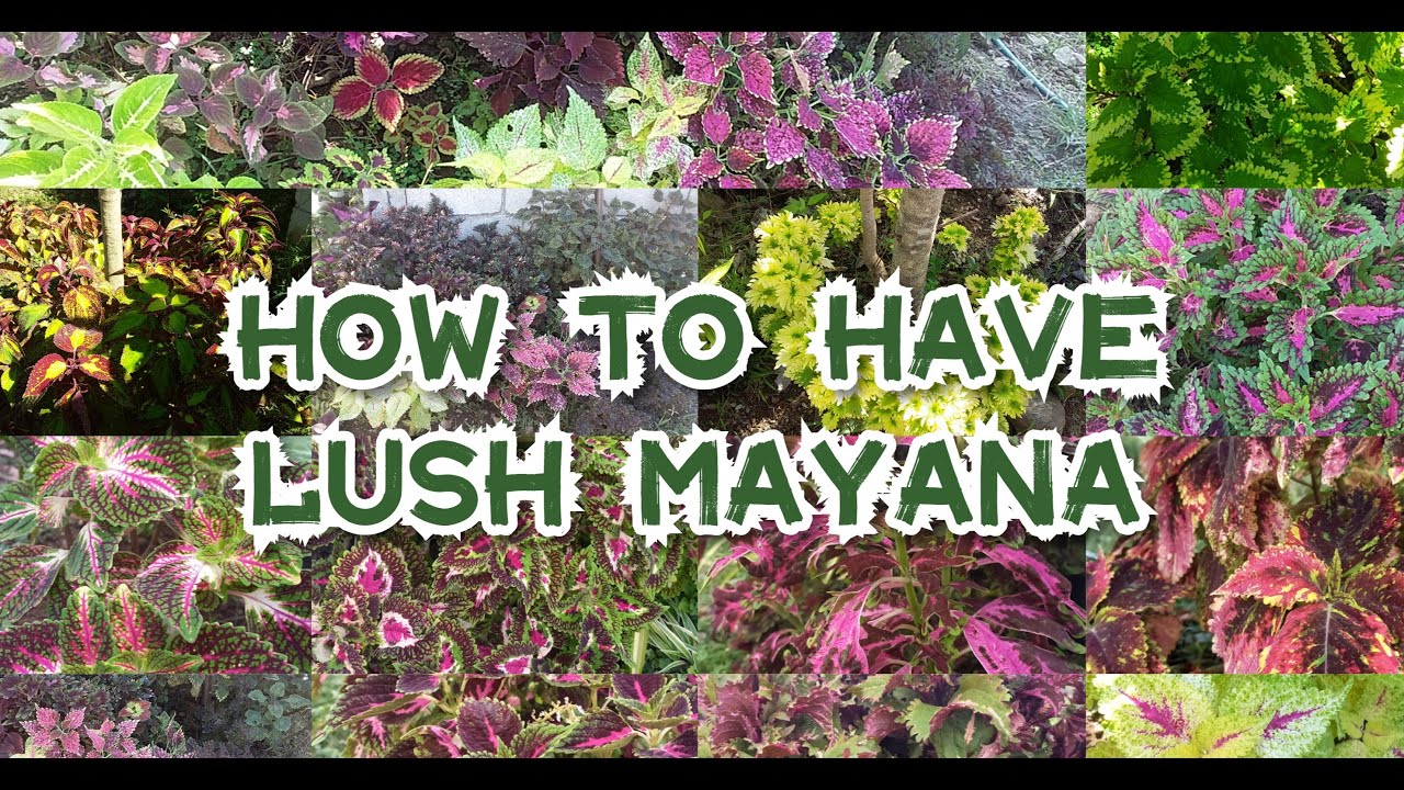 SIMPLE WAYS ON HOW TO MAKE MAYANA/COLEUS LUSH