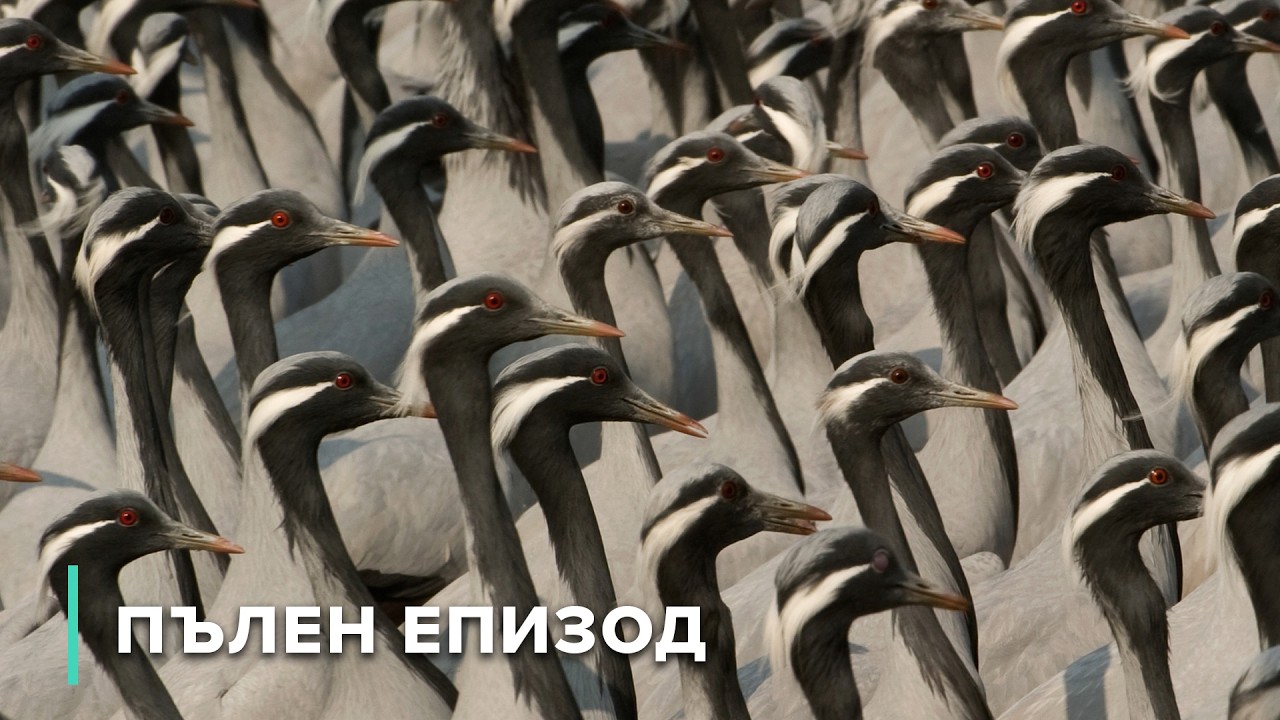 Могат ли лангурите да си възвърнат своя дом? | В дивата Индия 108