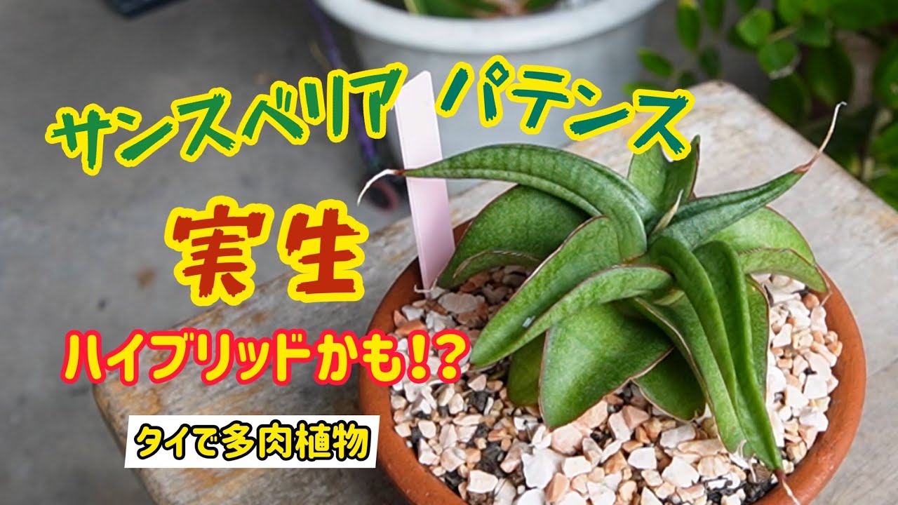 【サンスベリア】実生のパテンス、もしかしてハイブリッド！？