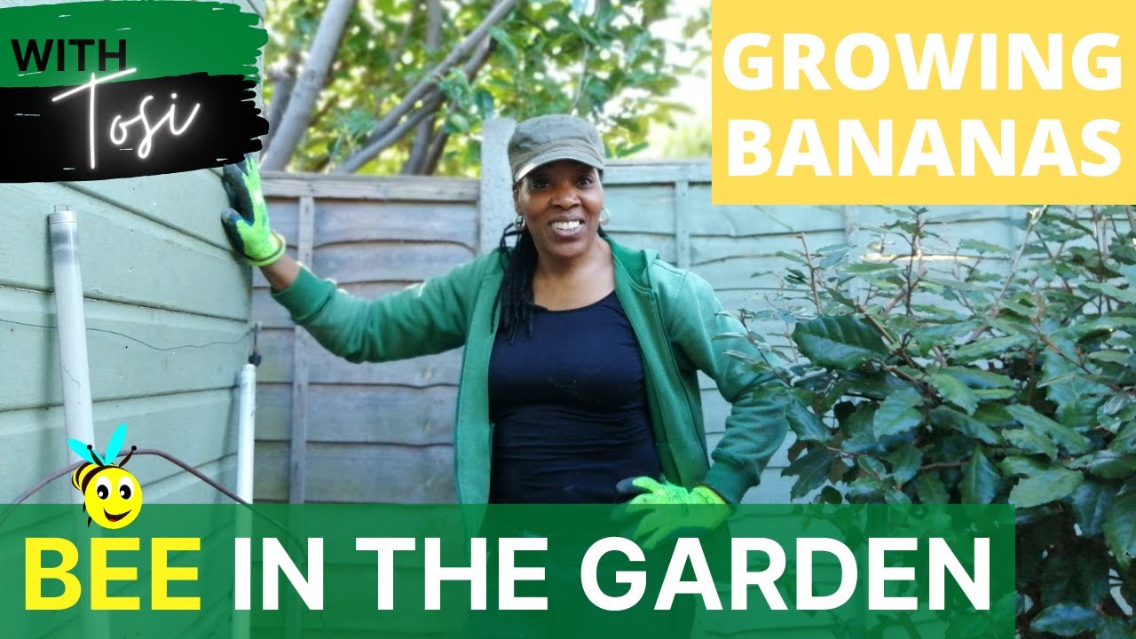 Growing Musa Basjoo Banana Plant In UK + Recycling Leaves
