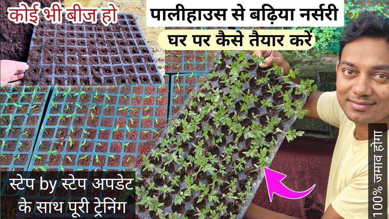 टमाटर, मिर्च, बैगन की नर्सरी कैसे तैयार करें/ pro tray nursery technique/ nursery kaise taiyar kare