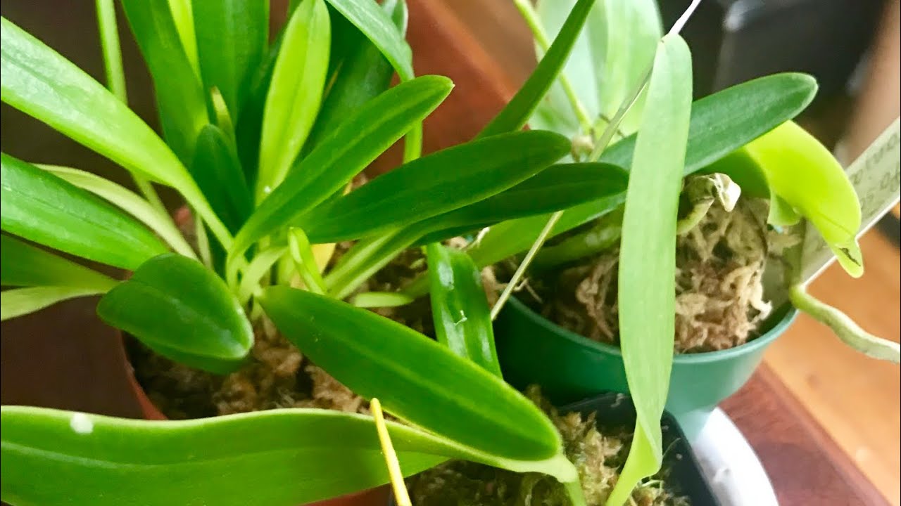 ORCHID HAUL/UNBOXING! & MY FIRST PLEUROTHALLIS!