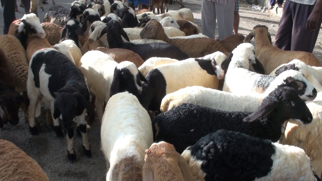 Batawadi sheep and goats market Tumkur