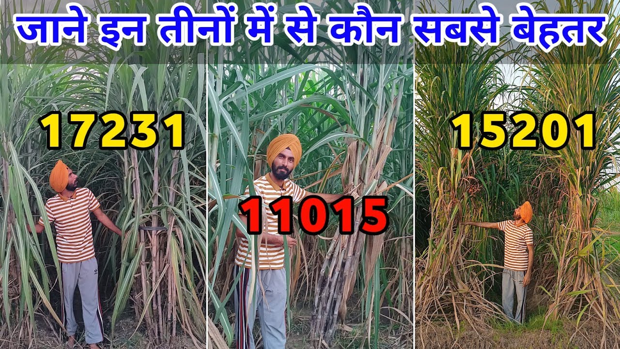 जाने इन तीनों में से कौन है सबसे बेहतर वैरायटी 17231 ganna variety / 11015 ganna variety / 15201