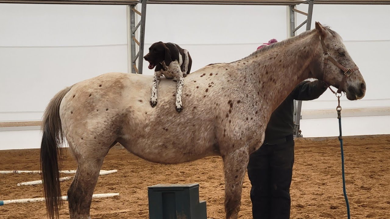 Animal Behavior Field Trip | Lucky Stables
