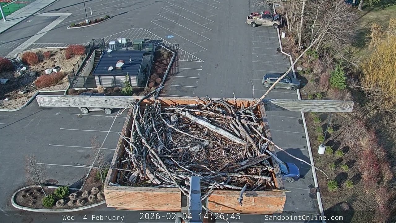 2026-02-04 Sandpoint Online - Osprey Nest Time-lapse