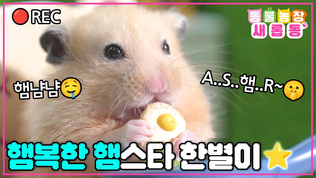 [#새롭동물농장] 뚠뚠한 매력의 햄플루언서가 떴다🐹 먹방계의 떠오르는 햄스타 한별이의 몸매 관리 비결은?!🤫 / EP.1216 #TV동물농장 #AnimalFarm #SBSstory