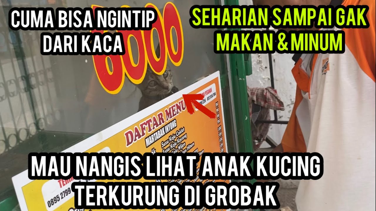 Kucing Minta Tolong Karena Terkurung Di Grobak Martabak..!