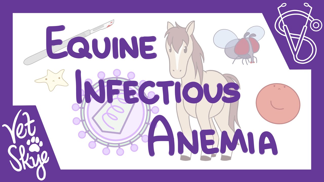 Equine Infectious Anemia - causes, pathophysiology, clinical signs, diagnosis, treatment, prevention