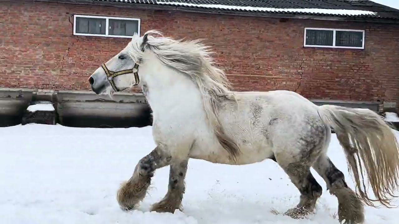 ⚧️🔔ЛЕГЕНДАРНИЙ 🔥ПАРИЖ🔥