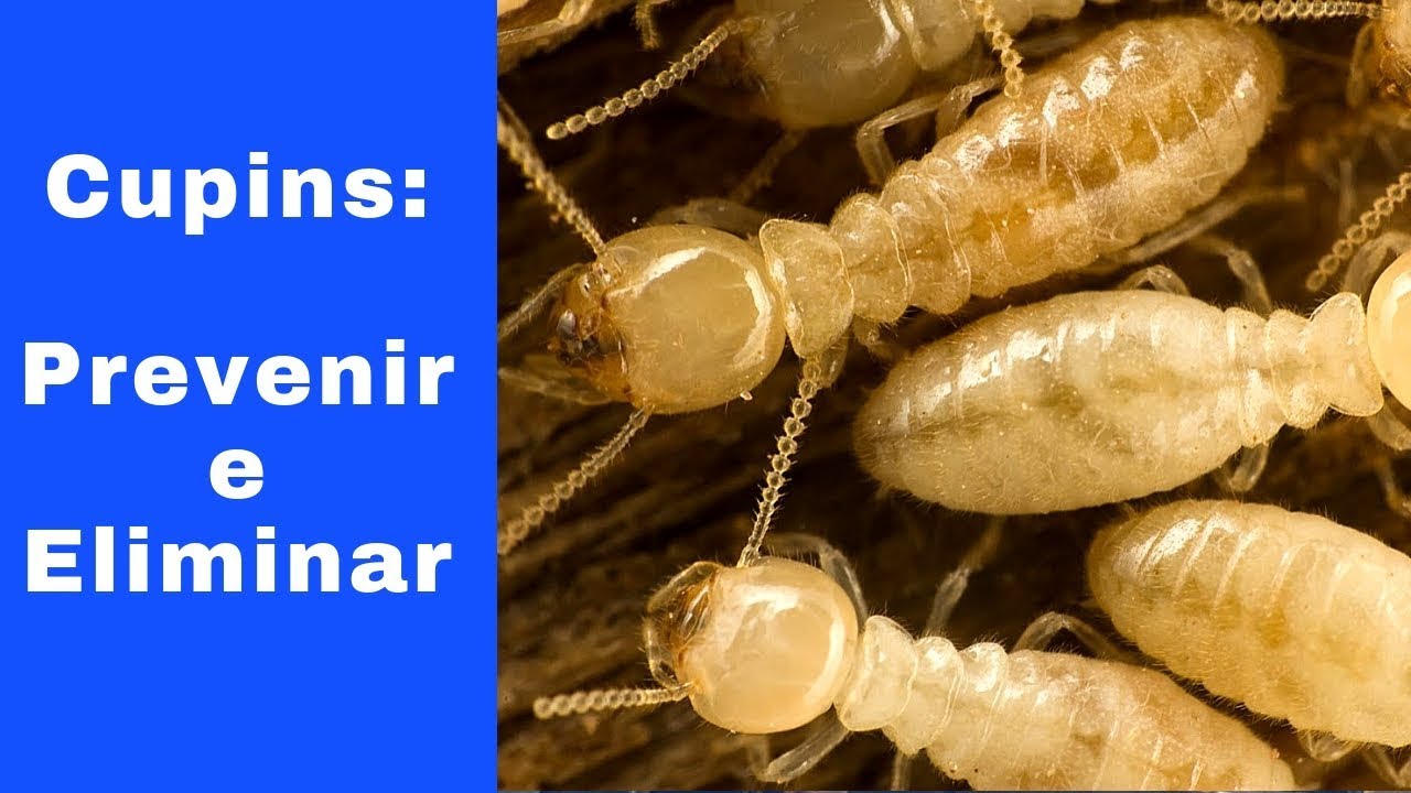 CUPINS: Duas formas baratas para eliminar