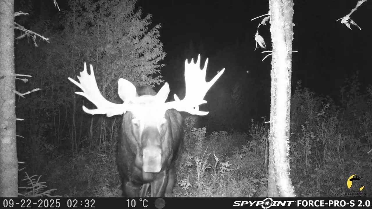 Moose Game Cam Compilation | New Brunswick 2025
