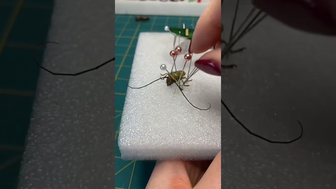 Longhorn Beetles 